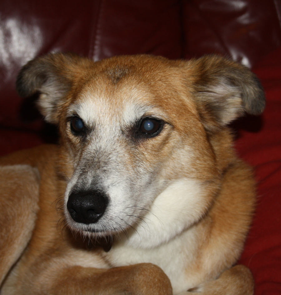 Why Do Dogs Hoard Shoes